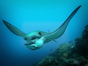 laugh galapagos by Marc Van Den Broeck 